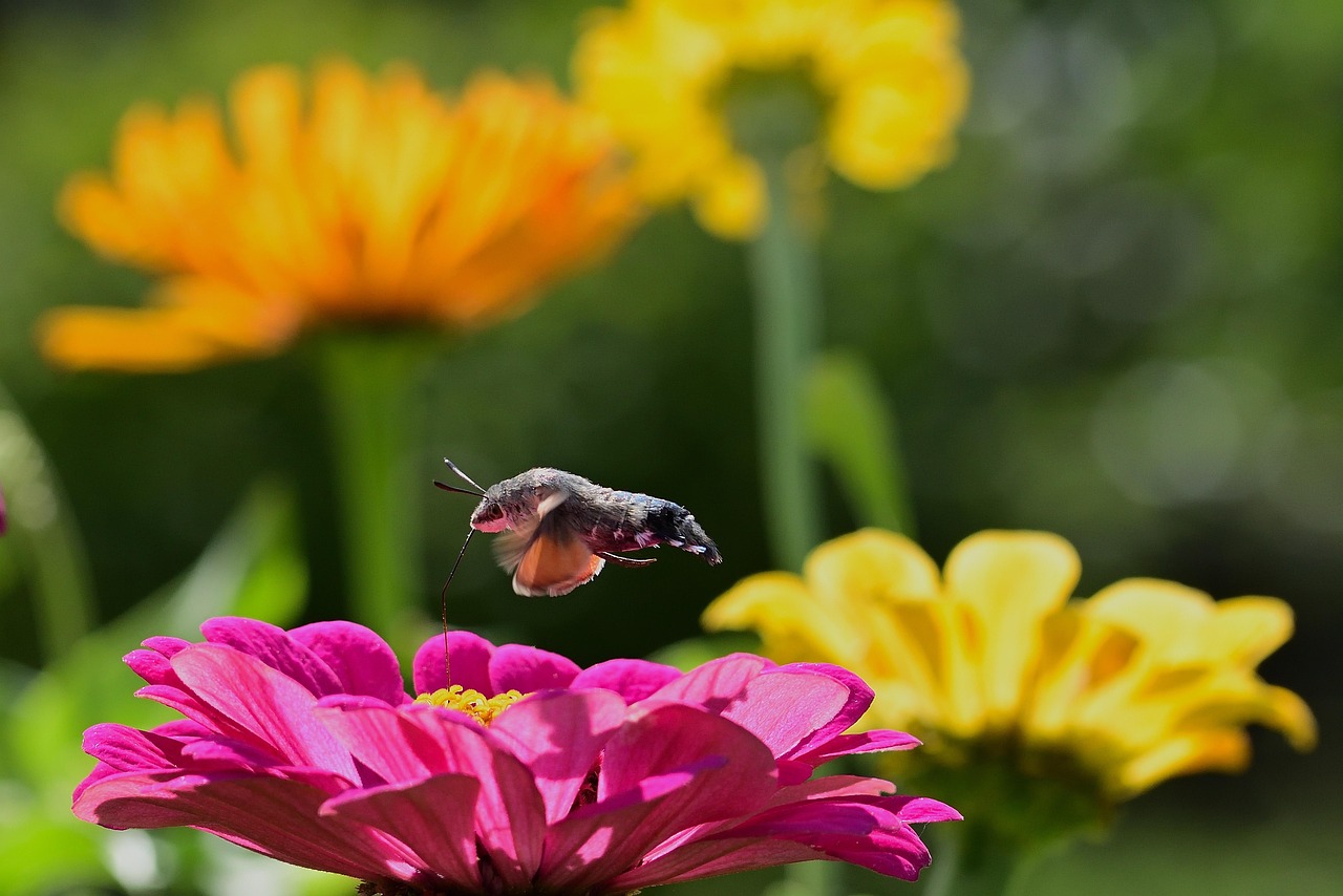 Moth - free online jigsaw puzzle photo