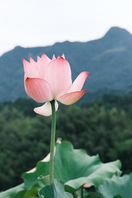 Free Lotus Plant photo and picture