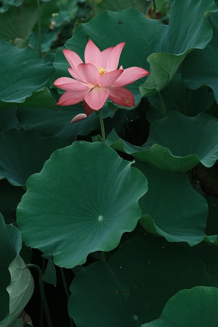 Free Lotus Flower Background photo and picture