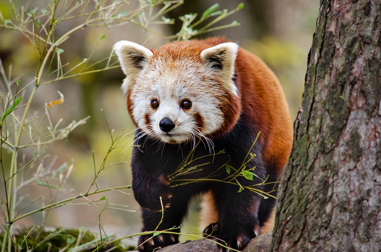 Red Panda Little Cat Bear Free Photo On Pixabay