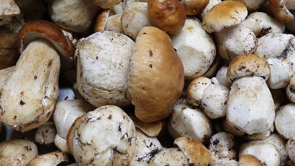 Pilze, Lebensmittel, Bewahrt, Gläser