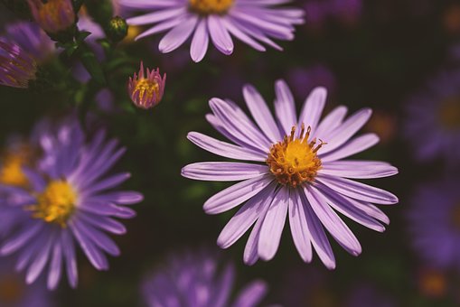 Free Autumn Aster photo and picture