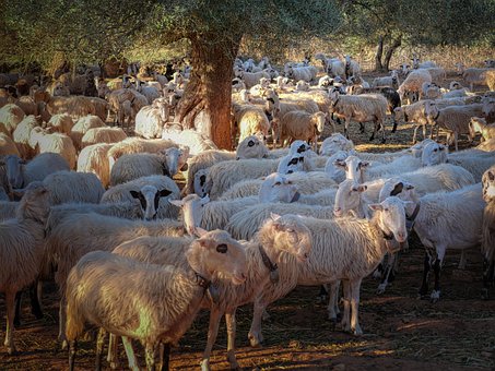 20+ Free Schatten Schaf & Sheep Photos - Pixabay