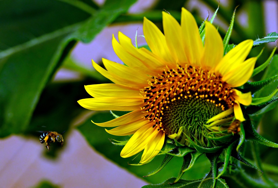 Sunflower Bee Flower - Free photo on Pixabay - Pixabay