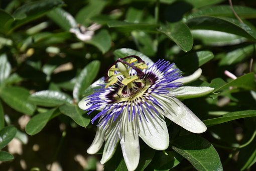 Free Passion Flowers Flower photo and picture