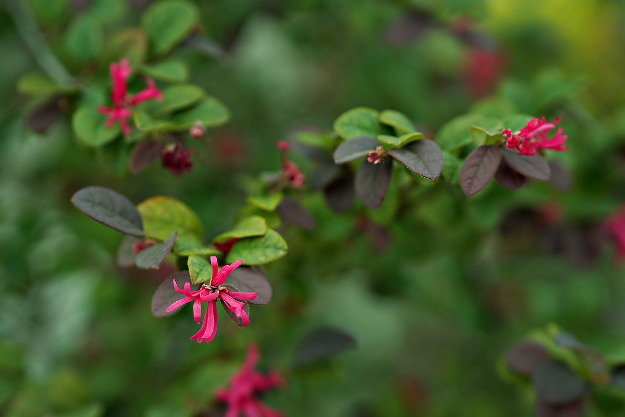 Bunga-Bunga Tanaman Alam Bunga - Foto gratis di Pixabay - Pixabay