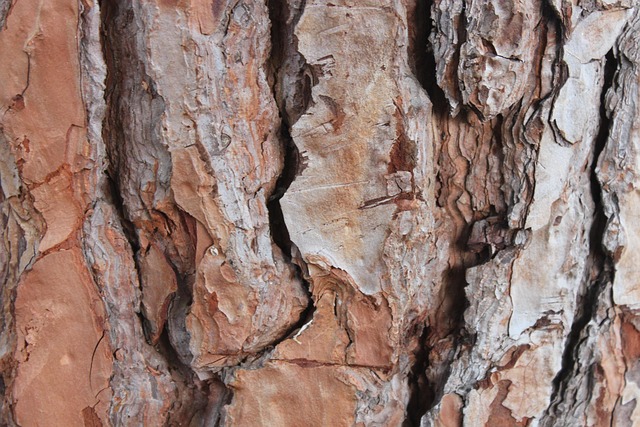 Free Nature Forest photo and picture