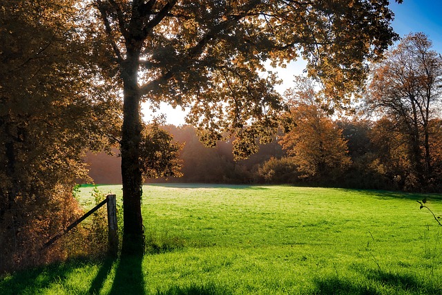 Free Tree Nature photo and picture