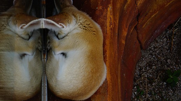 Free Fox Animal photo and picture