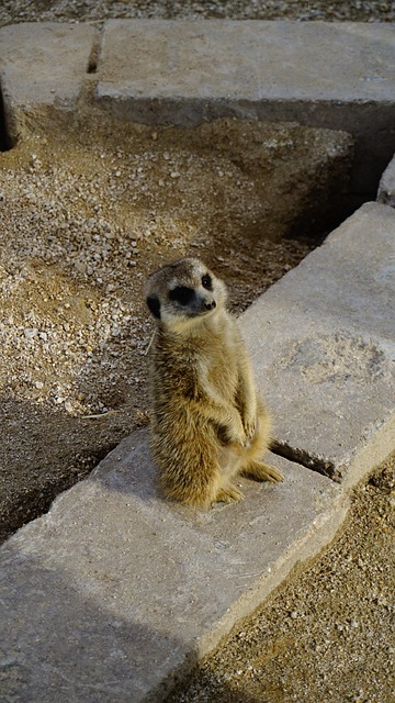 Free Meerkat Animal photo and picture