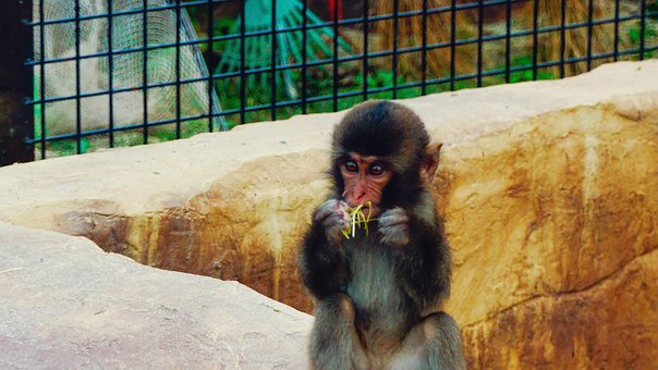 Free Monkey Animal photo and picture