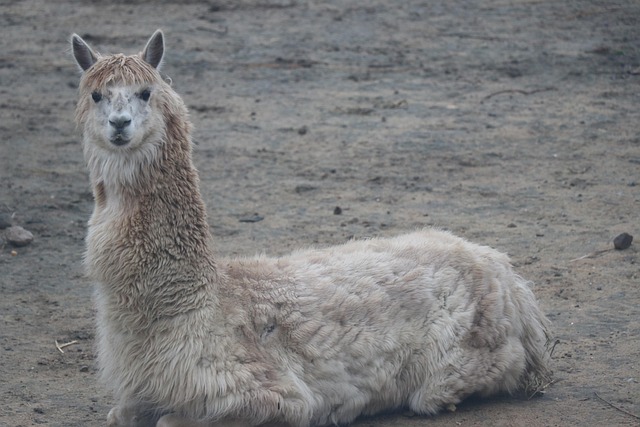 Free Alpaca Animal photo and picture