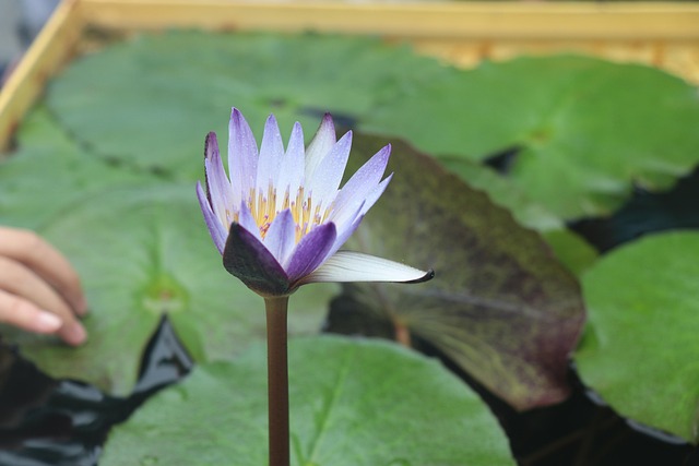 Free Lotus Natural photo and picture