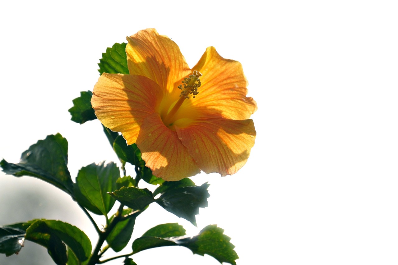 Page 2 - 400,000+ Free Hibiscus Flowers & Hibiscus Images - Pixabay
