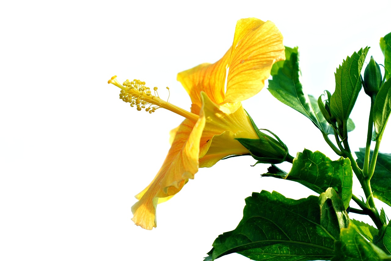 hibiscus-flora-flower-free-photo-on-pixabay-pixabay