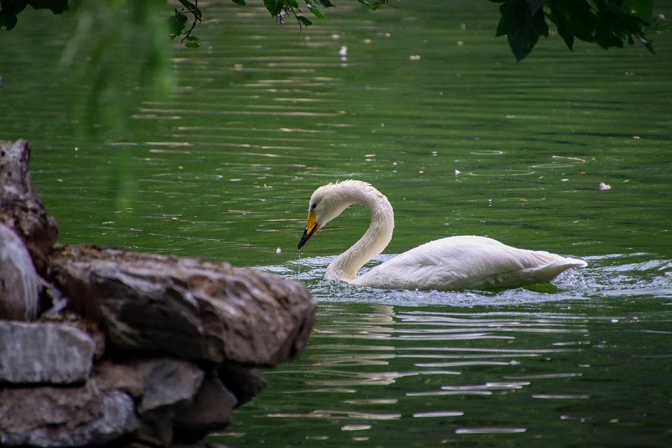 Swan White Lake Free photo on Pixabay