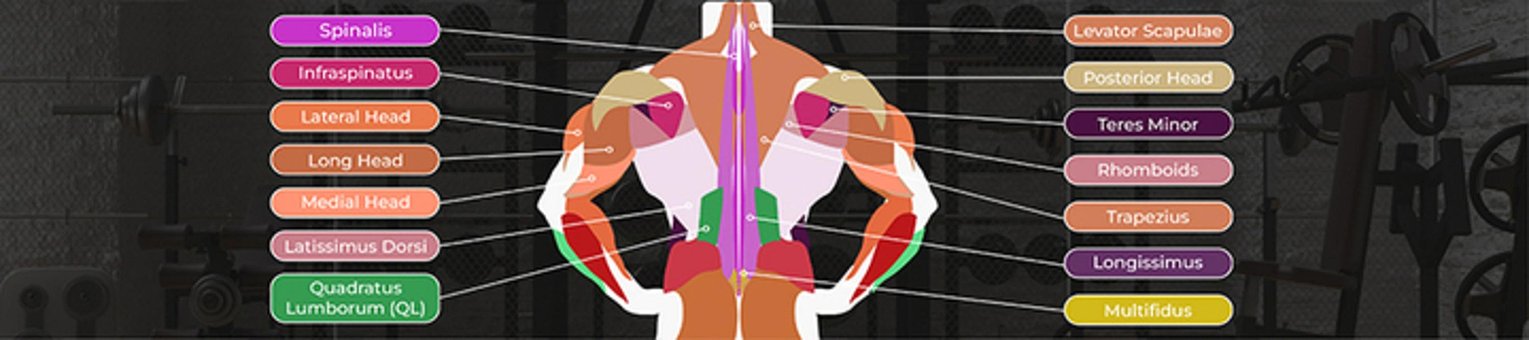 Free Spinalis Longissimus photo and picture