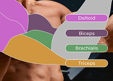 Free Deltoid Biceps photo and picture