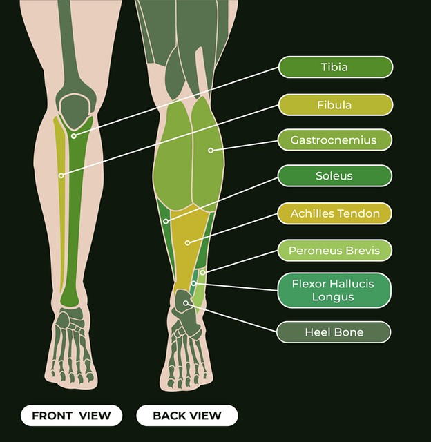 Free Tibia Gastrocnemius photo and picture