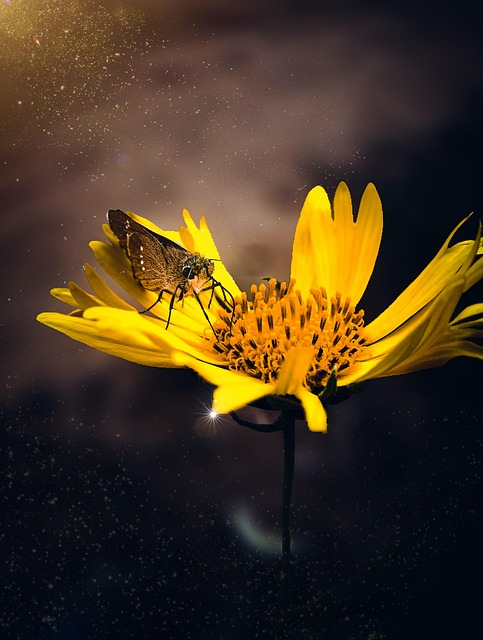 Free Golden Crownbeard Yellow Flower photo and picture