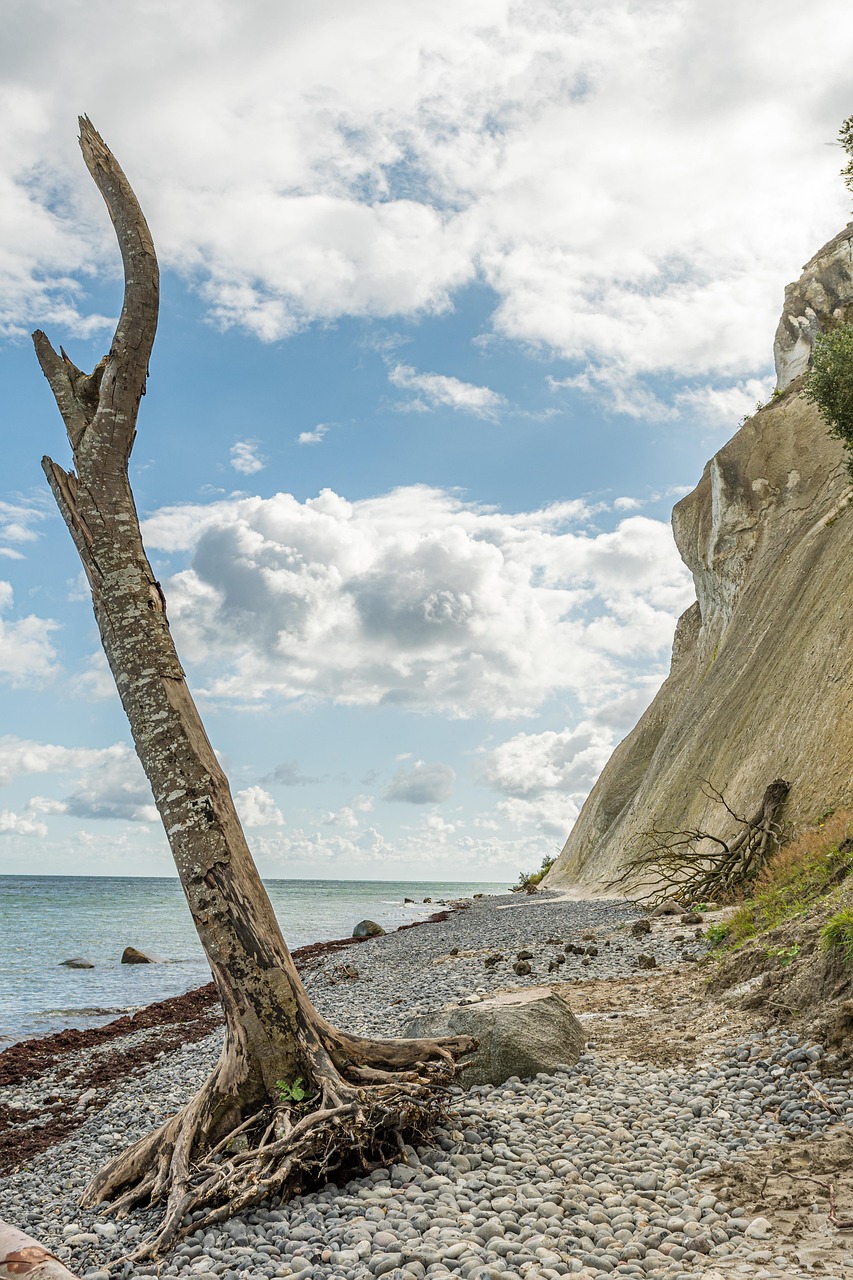 Tree Beach Cliff - Free photo on Pixabay - Pixabay