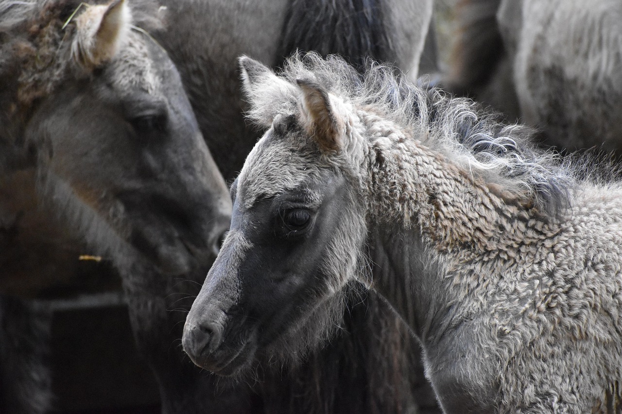 Foal - free online jigsaw puzzle photo
