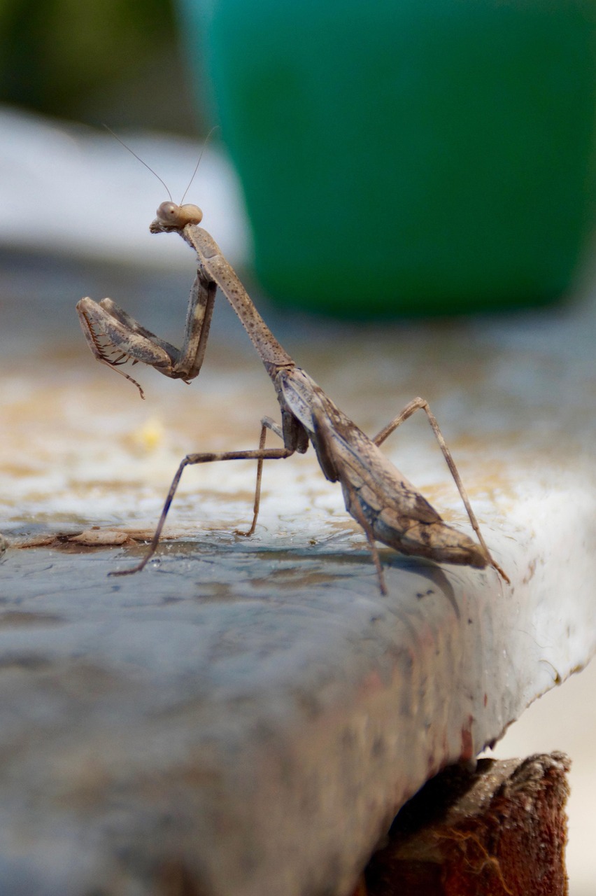 Insect Mantis Grasshopper - Free photo on Pixabay