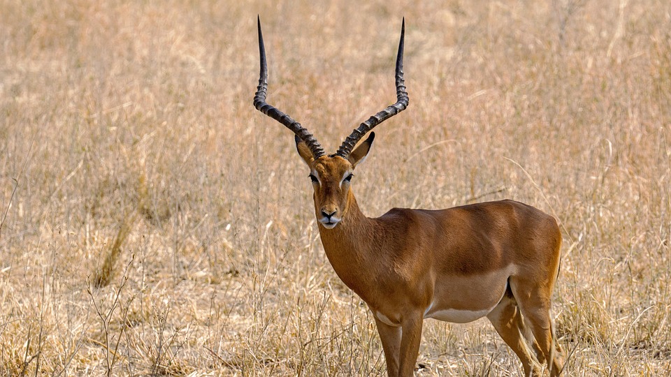 Impala Antelope Animal Free Photo On Pixabay Pixabay