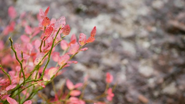 Naturaleza, Flor, Mejor