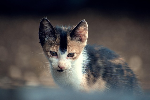 Free Animal Kitten photo and picture