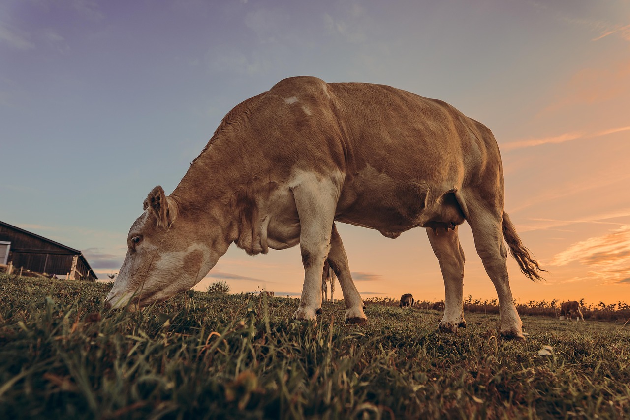 Cow - free online jigsaw puzzle photo