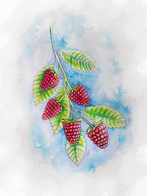 Free raspberry drawing berries illustration