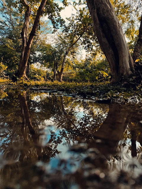 Bosques, Floresta, Natureza, Agua