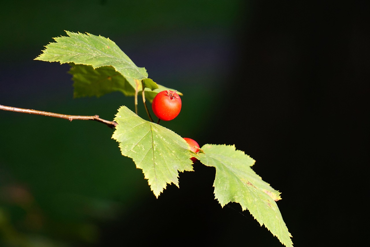 小枝 ベリー 果物 - Pixabayの無料写真 - Pixabay