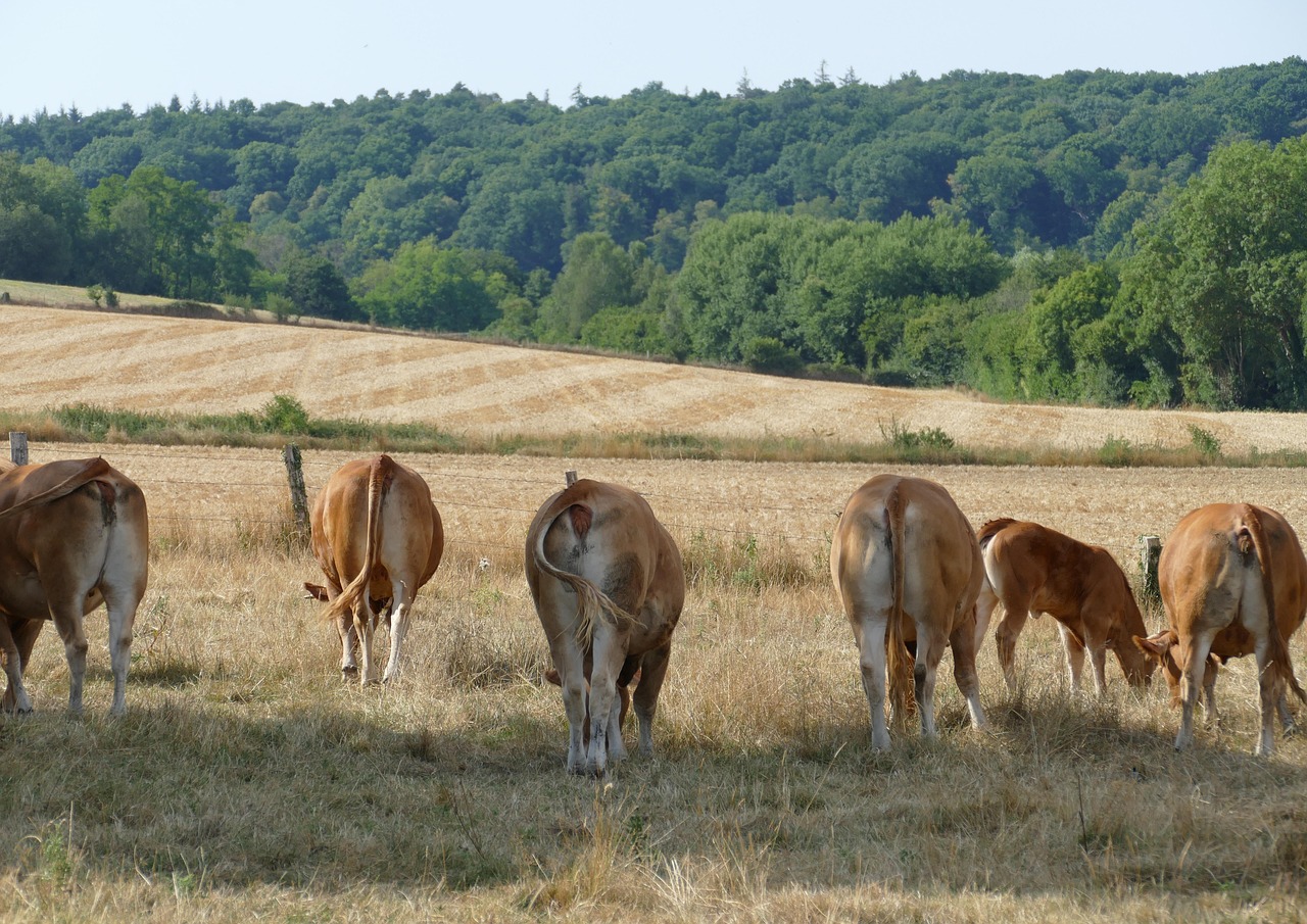 Cow Beef Mammal Farm Free Photo On Pixabay Pixabay cow-beef-mammal-farm-free-photo-on-pixabay-pixabay