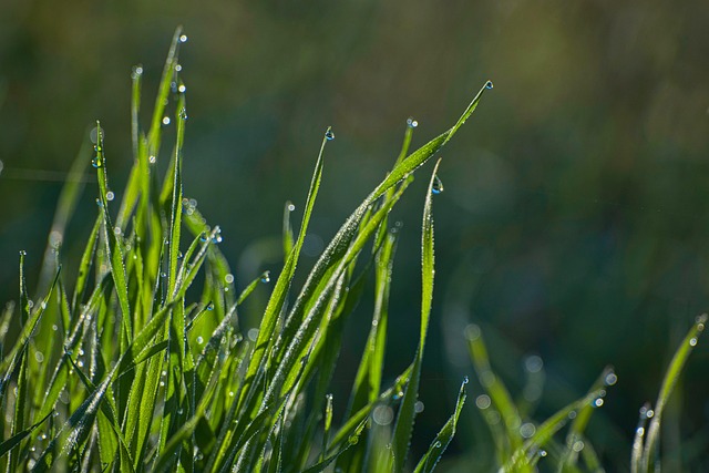 Free dew grass tomorrow illustration