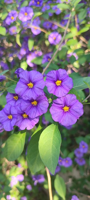 Blomstre, Natur, Giardino