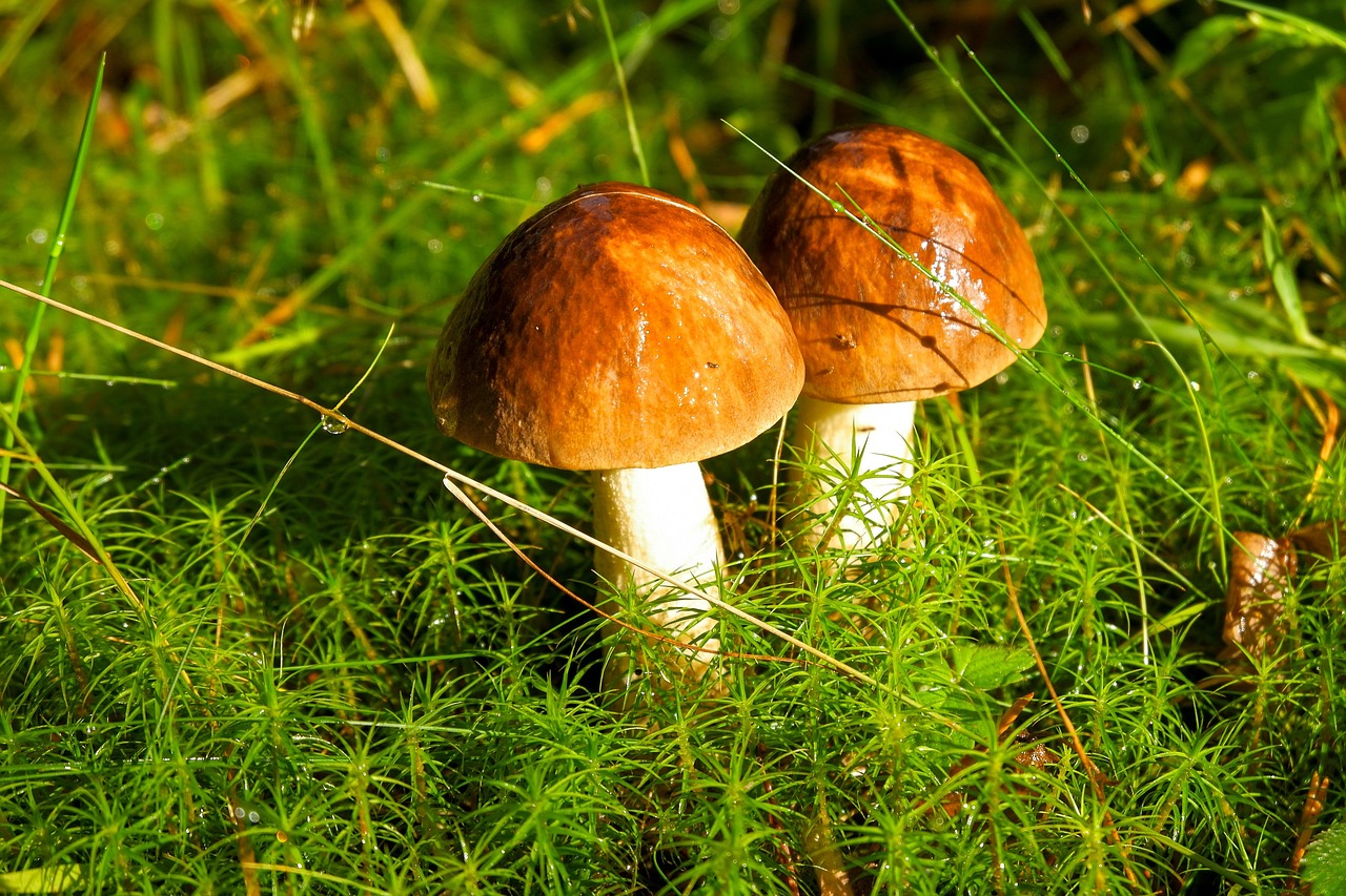 10,000+ Free Mushrooms & Nature Images Pixabay