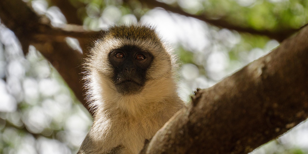 Monkey Primate Tanzania Free photo on Pixabay Pixabay
