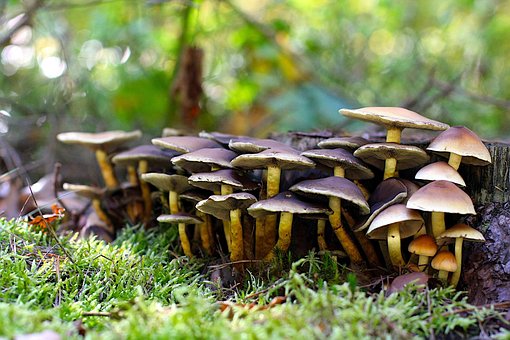 Pilze, Herbst, Wald, Natur, Herbstlich