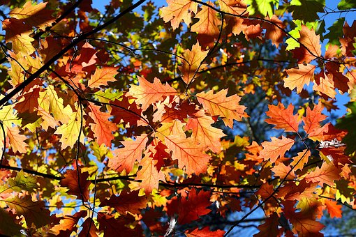 Herbstlaub, Herbstfarben, Herbst, Wald
