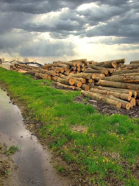 Free Deforestation Firewood photo and picture