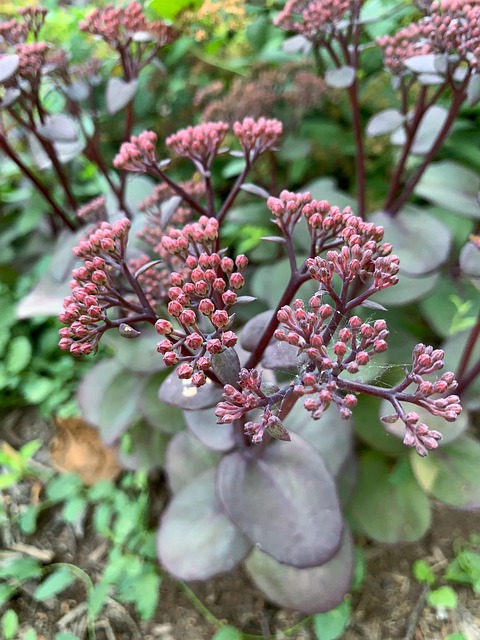 Free Flowers Hylotelephium photo and picture