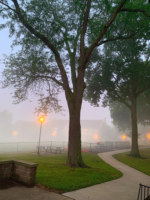 Free Campus Fog Campus Morning Fog photo and picture