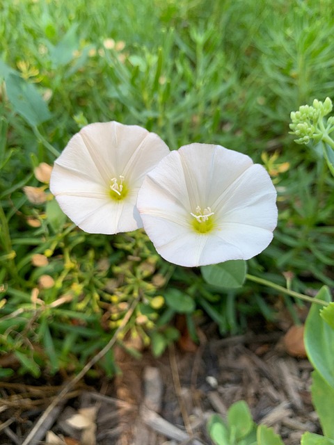 Free Beautiful Flowers Bindweed photo and picture
