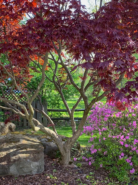 Free Background Back Yard photo and picture