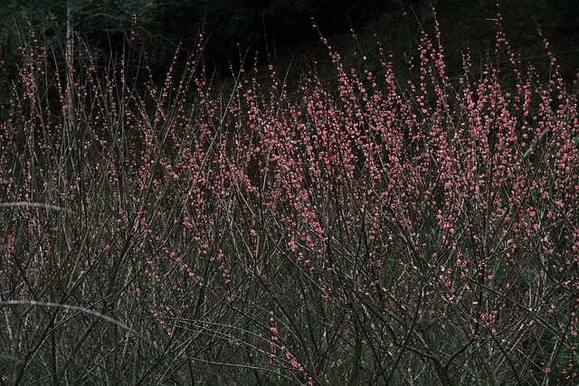 Free Plum Blossoms Spring photo and picture