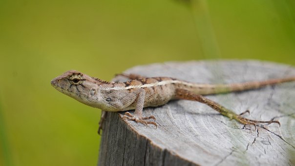 Firben, Vild Firben, Natur, Krybdyr