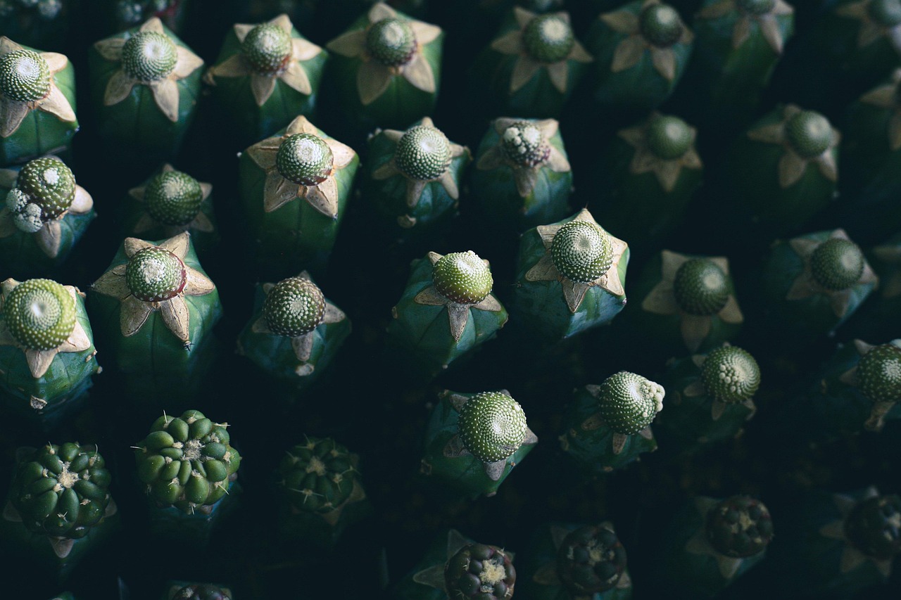 Cacti Succulents Thorns Hd - Free photo on Pixabay - Pixabay