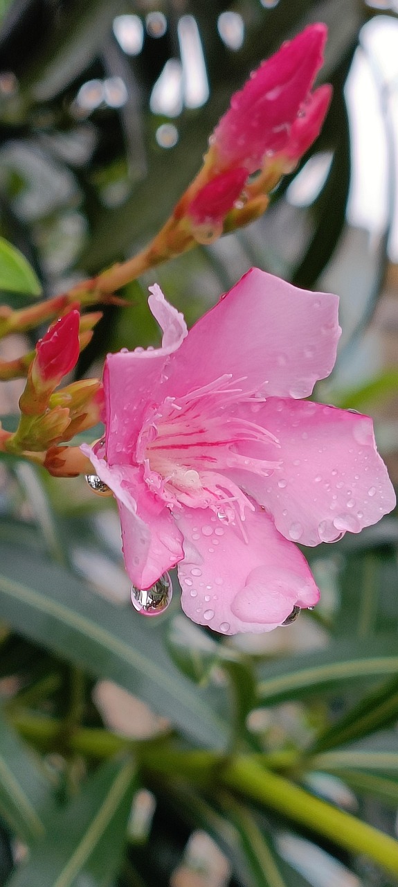 Photographie, Les roses, 2008 (2) / 15 x 20